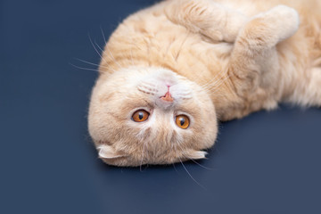 Close-up portrait of a Scottish fold cat. Red muzzle furry. Advertising banner for pet shop. Purebred show cat