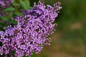 Branch of blooming lilac. Flowers of lilacs (Syringa vulgaris). Macro image of spring lilac violet flowers, abstract soft focus floral background.