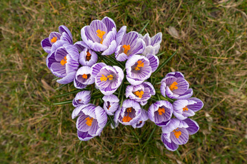 Frühlingskrokus | Crocus vernus | Blume