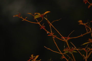 branch of a tree in rain