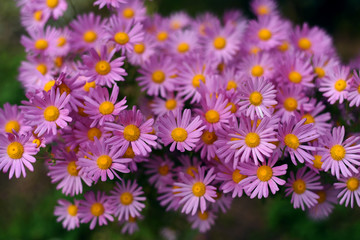 Beautiful violet chrysanthemum as background picture. Chrysanthemum wallpaper, chrysanthemums in autumn.