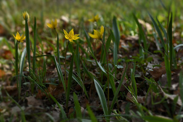 Yellow rare meadow flower tulip blossoms in april. Disappearing plants from Red book. Yellow spring flowers on the meadow. Tulipa Biebersteiniana or Tulipa Sylvestris Australis.