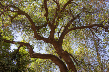 Plants in Marrakesh City in Morocco