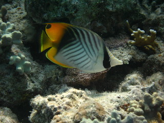 Fototapeta na wymiar Underwater world - Threadfin butterflyfish on the bottom of a coral reef.