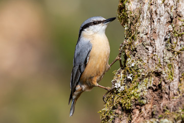 Sitta europaea (Eurasian nuthatch) perched on a mossy trunk on a uniform green background. Spain