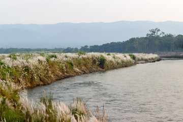 African river and huge tall grass on the shore
