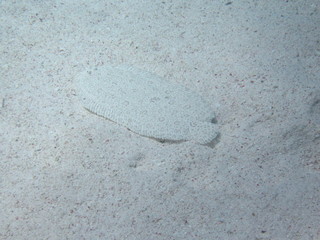 Underwater world - Flounder on The Sandy Bottom.