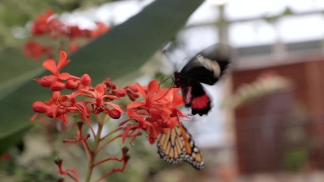 A black butterfly with red and white sits on a flower. Slow motion.