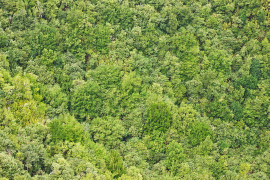 Forest top view background. Green aerial nature texture. Panoramic treetop pattern. Woods from above.