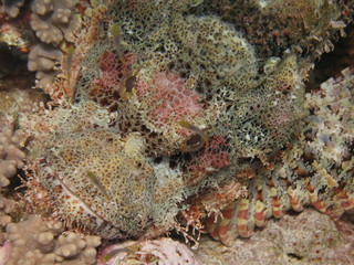 Underwater world - Scorpionfish hiding over the corals.