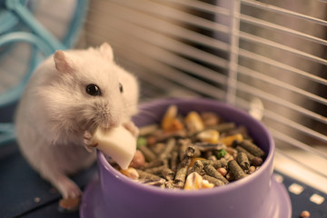 Nice white rodent eating a piece of cheese from its food bowl, inside its cage.