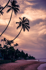 Obraz premium silhouette of palm trees on the sandy shore of the Indian Ocean with beautiful clouds on the sky sunset or unrise