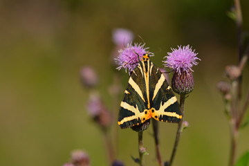 Russischer Bär (Euplagia quadripunctaria)