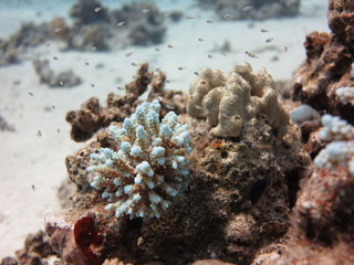 Underwater world - A group of small fishes soaring over small coral.