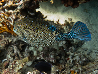Underwater world - Arabian Boxfish over the coral bottom.