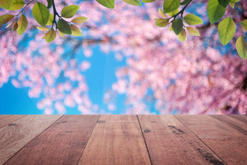 Wooden brown needles for use and a natural backdrop cherry blossom pink. The beauty of nature The area for doing work.