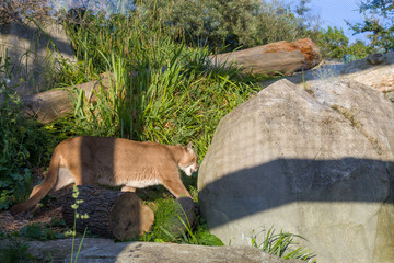 puma