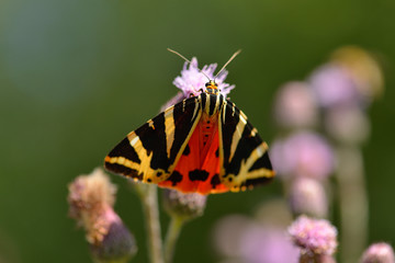 Russischer Bär (Euplagia quadripunctaria)