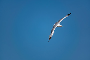 Nimble and fast black sea gull flies high and low against the blue sky, free and wild nature in the fresh air for a bird of prey