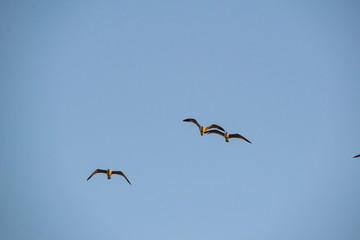 Nimble and fast black sea gull flies high and low against the blue sky, free and wild nature in the fresh air for a bird of prey