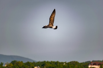 Nimble and fast black sea gull flies high and low against the blue sky, free and wild nature in the...