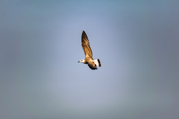 Nimble and fast black sea gull flies high and low against the blue sky, free and wild nature in the fresh air for a bird of prey