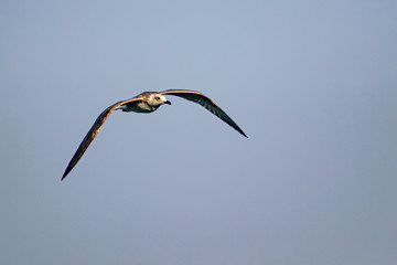 Nimble and fast black sea gull flies high and low against the blue sky, free and wild nature in the...