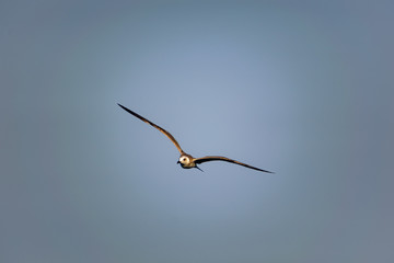 Nimble and fast black sea gull flies high and low against the blue sky, free and wild nature in the fresh air for a bird of prey