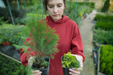 Farm for growing decorative evergreens outdoors. Worker checking seedlings in the field. Small local business