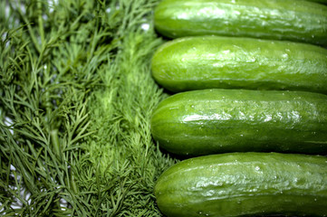Gurken und Dill