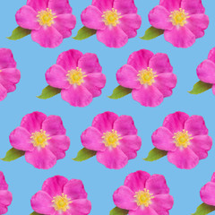 Flowers of dog-rose rosehip pattern background texture