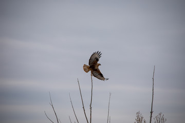 red falcon flying from tree branch