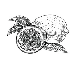 Lemon with half and leaves in line art style.