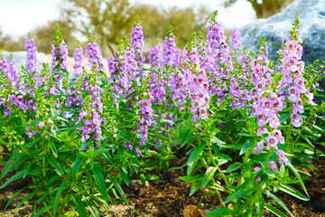 Little Turtle Flower, Angelonia is Biennial plants that can be released throughout the year