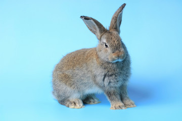 Naklejka na ściany i meble Happy cute gray bunny rabbit with long ears on blue background. celebrate Easter holiday and spring coming concept.