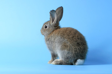 Happy cute gray bunny rabbit with long ears on blue background. celebrate Easter holiday and spring coming concept.