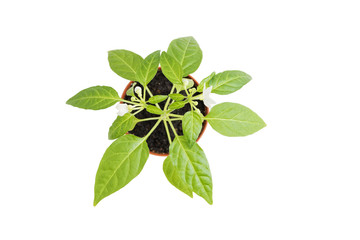 Plant in a flower pot isolated on white background. Small hot pepper seedlings. Top view.