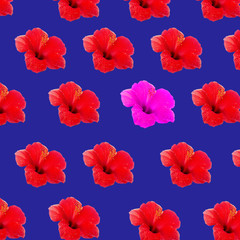 Large flower of red hibiscus Hibiscus rose sinensis pattern background on the blue background