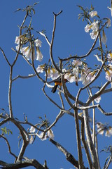 Orange bird on pink flower branches