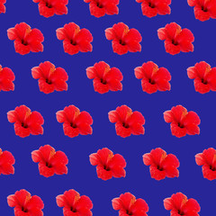 Large flower of red hibiscus Hibiscus rose sinensis pattern background on the blue background