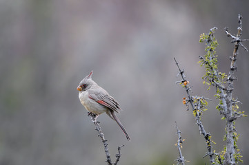 Pyrrhuloxia perched on a branch