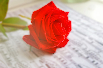 Red rose flower and music notes sheet.