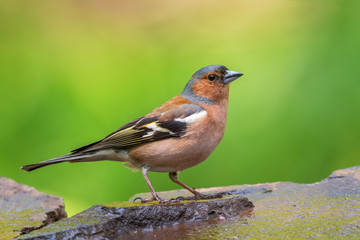 Common Chaffinch - Fringilla coelebs, beautiful colored perching bird from Old World forests, Hortobagy, Hungary.