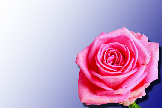 red rose isolated on blue gradient background with shadow