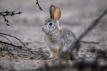 Desert Cottontail in the brush