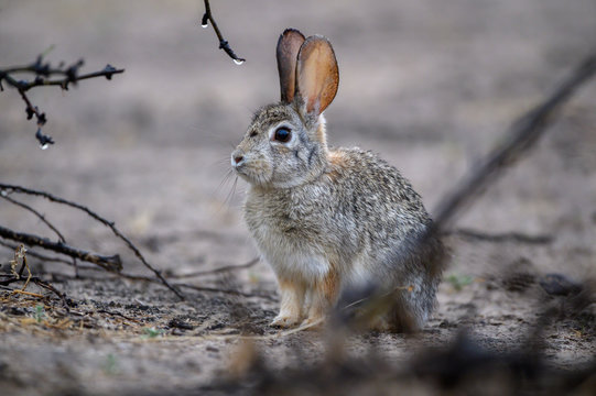 Desert Cottontail In The Brush