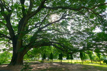 Sun and big tree, India