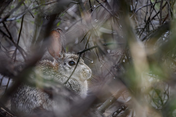 Desert Cottontail in the brush