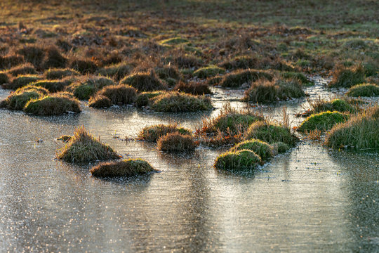 Rural winter sunset scene of frozen water on a field filled with grass tussock bunches.