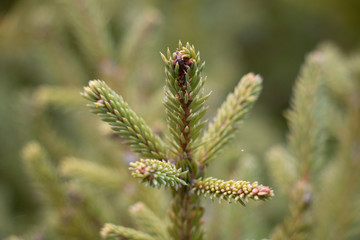 larch sapling head